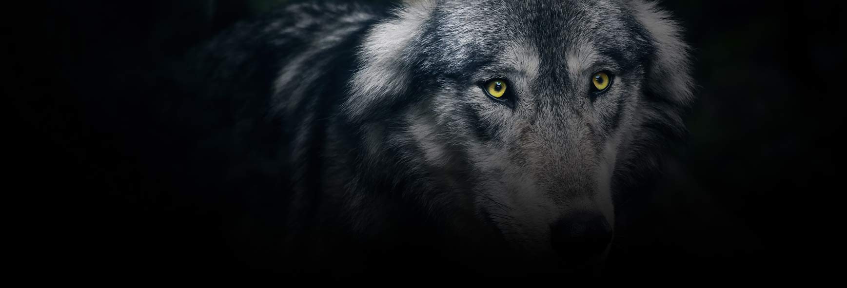 O cão de guarda de São João Bosco