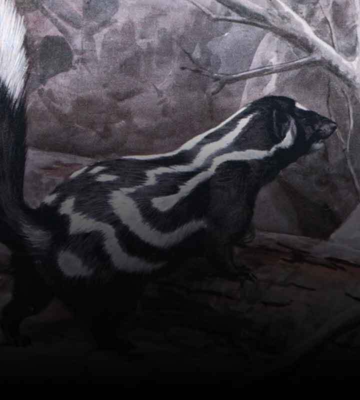 O cheiro do gambá e o odor de santidade