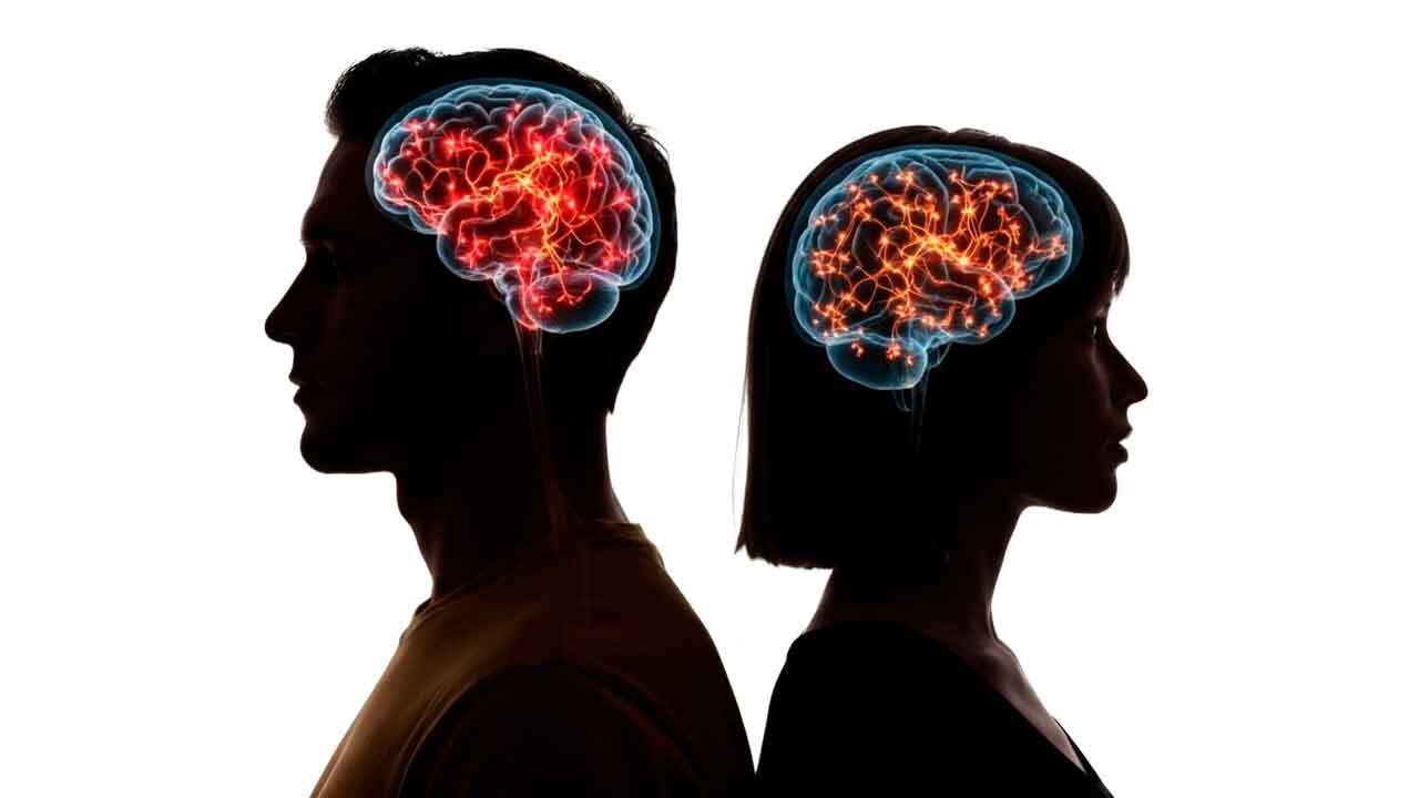 A diferença entre os sexos começa na sua cabeça