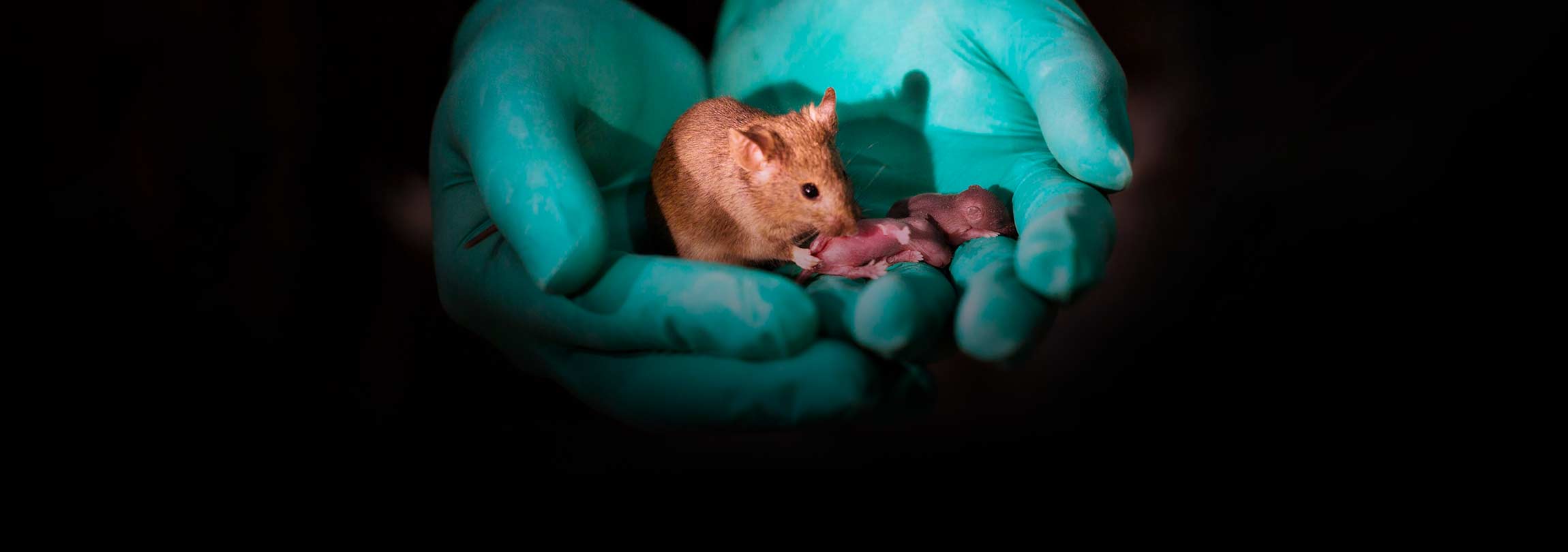 “Machos grávidos”: ciência ruim a serviço de uma ideologia