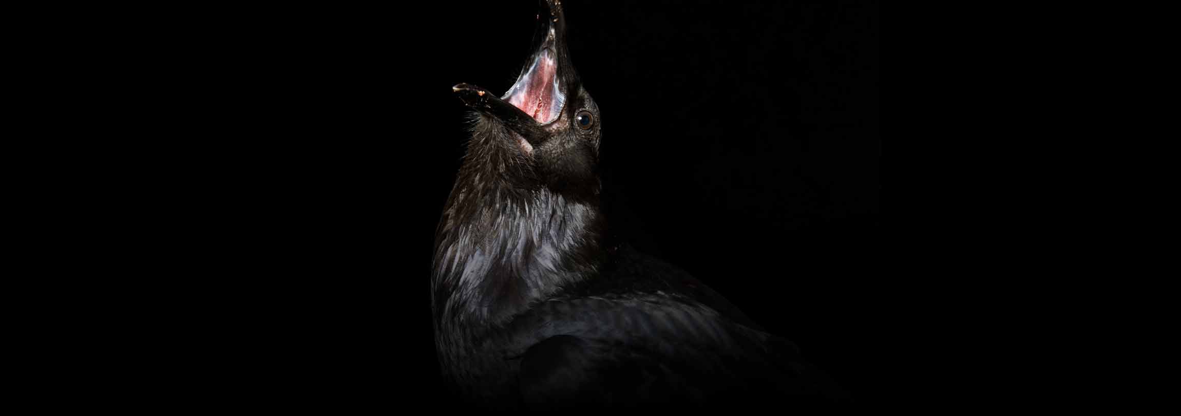 “O Espírito Santo não toca em carne morta”