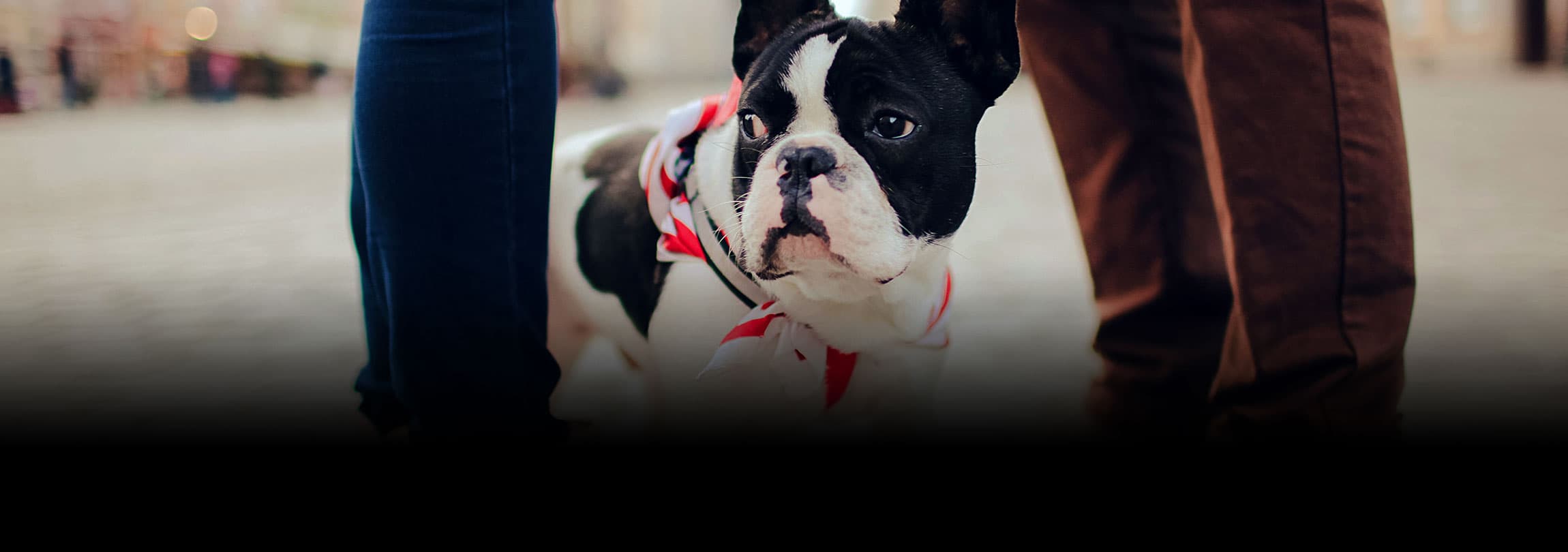 O neopaganismo e os animais de estimação