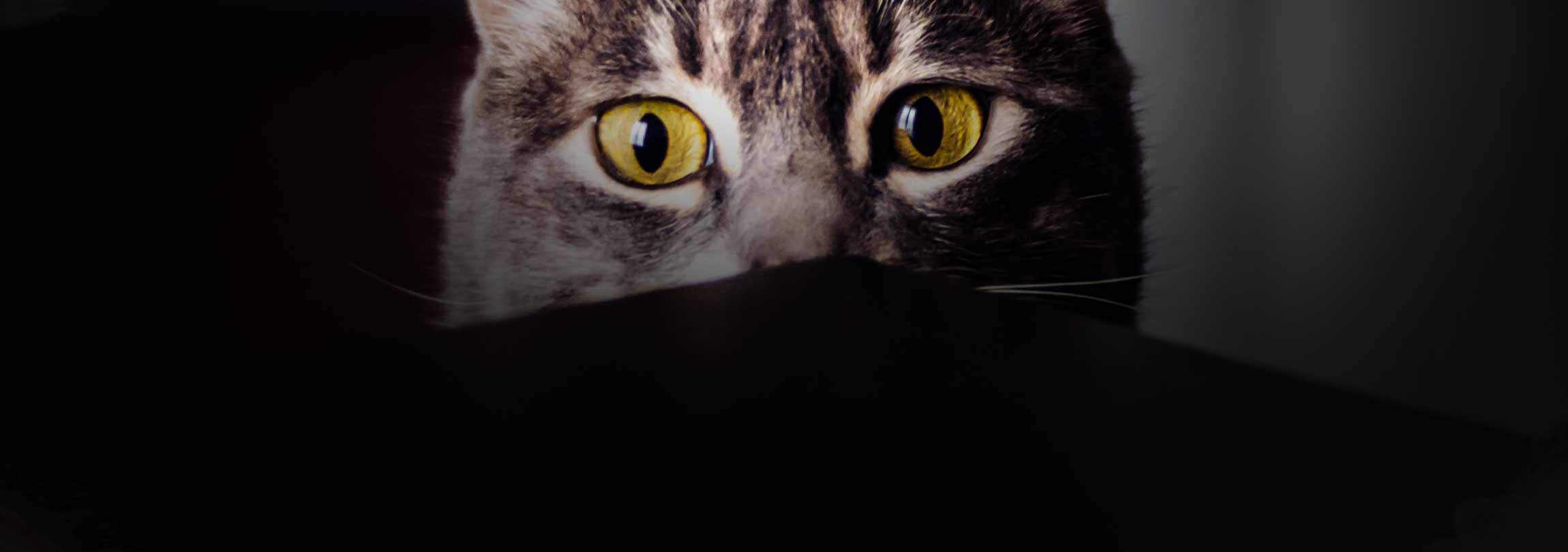 Atirei o pau no Papa