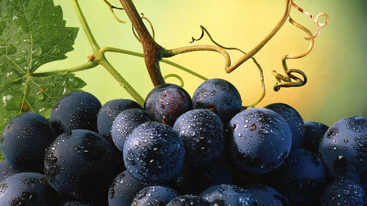 “Eu sou a videira verdadeira”